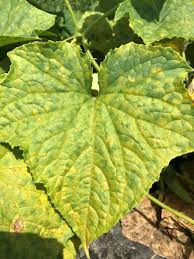 Image result for mildew on cucumbers