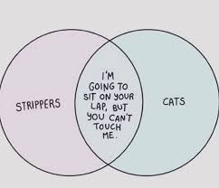 It's shorter around the head and paws and gets thicker and longer in the body. So This Venn Diagram Exists I Can Has Cheezburger