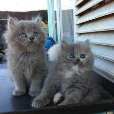 Anak kucing himalaya persia exotic jantan black white lucu gemesin. Kucing Persia Abu Abu Putih