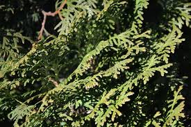 Dense, conical shape with dark green foliage and good winter color, resistant to winter burn. Thuja Occidentalis Holmstrup Holmstrup Arborvitae North Carolina Extension Gardener Plant Toolbox