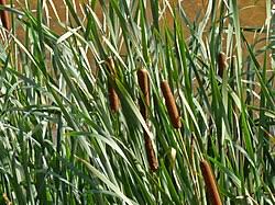 Image result for Eriocaulaceae