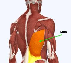 Muscles allow a person to move, speak the muscles account for around 40 percent of a person's weight with the largest muscle in the body being the gluteus maximus in the buttocks. Ruggiero Hitting The Role Of The Lat Muscles