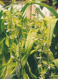 Image result for Eulophia elegans