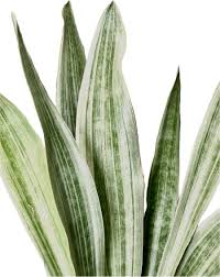 Image result for Sansevieria metallica
