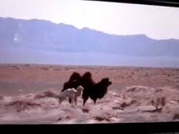 This unique documentary follows a mongolian camel that's rejected her newborn white colt. The Story Of The Weeping Camel Alchetron The Free Social Encyclopedia