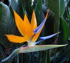Pin On Flowers