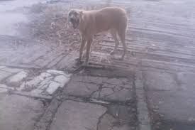 Happy paws is here for you and your furry friend through all the stages of their life. Happy Paws Dog Rescue Animal Pet Fundraising Page With Gogetfunding