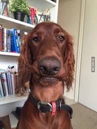 My Dog Is Normal I Swear Funny Dog Faces Irish Setter Dogs Dog Face