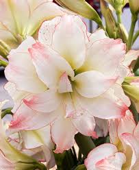 Image result for Hippeastrum sp. cultivars
