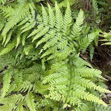 Image result for Microlepia