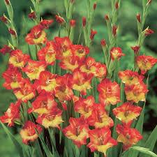 ग्लेडियोलस कैसे बढ़ें - नियम और सिफारिशें। ग्लेडियोलस: लैंडिंग और देखभाल,  सफाई और भंडारण