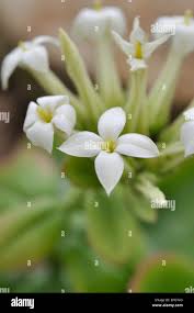 Image result for Kalanchoe latisepala