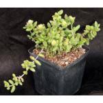 Image result for Aeollanthus rehmannii