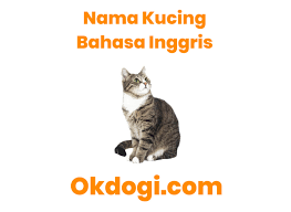 Sebelum masuk ke dalam pembahasan 10 nama kucing islam terbaik maka kita akan membahas mengenai tipsnya lebih dulu. Nama Anak Kucing Yang Bagus Dalam Bahasa Inggris