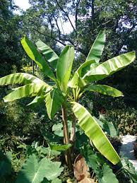 So verpacke ich meine bananenstauden für den deutschen winter, um nächstes jahr die gleiche freude an den pflanzen zu haben. Bananen Pflanzen Im Garten Mediterranen Pflanzen Im Garten Bambuswald