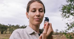 Declining Woodland Birds