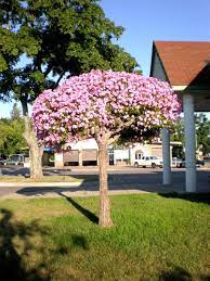 Pin By Michele Lyon On Petunia Trees Flower Pots Outdoor Cement Garden Outdoor Gardens