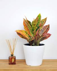 Image result for Croton