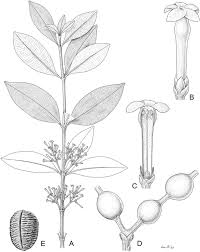 Image result for Schizozygia coffaeoides