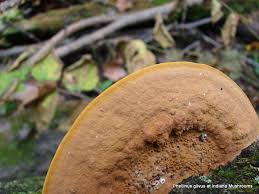 Image result for Phellinus gilvus