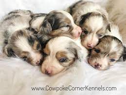 Uptown puppies helps you find australian shepherd puppies from sale from top australian shepherd breeders. Wyoming Mini Australian Shepherds Home Facebook