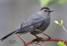 Grey Birds That Look Like Cardinals Gray Catbird Birds Of New England Com With Images Catbird Birds Blue Bird