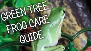 Whites tree frog eats pinkie. Green Tree Frog Tank Set Up And New Green Tree Frog Youtube