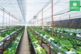 Chứng nhận GlobalGAP – tiêu chuẩn hàng đầu về nông nghiệp - HiFarm