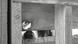 Jasper Looking Through Gate by Paul Oriente