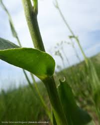 Image result for Senecio latifolius