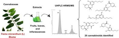 Image result for Trema sp A