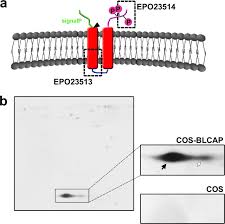 Bladder cancer, the most common type of urinary tract cancer, affects men more frequently than women. Bladder Cancer Associated Protein A Potential Prognostic Biomarker In Human Bladder Cancer Molecular Cellular Proteomics