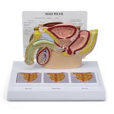 Image result for Prostate Anatomy