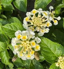 Image result for Lantana