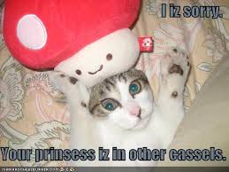 Image result for lolcats