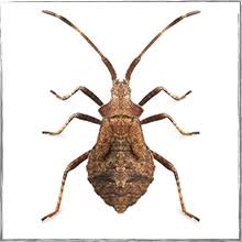 To make sets of three and then catch their sparks to prevent an infestation. Earthbox Insect Indentifier