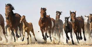 Wild Horses Face Slaughter After Breeding Too Fast Mustangs Roaming Plains Of America Endanger Animals Horses Wild Horses Running Wild Horses Mustangs