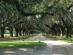 Charleston to Savannah Road Trip: How to Spend a Week in the Lowcountry -  Park Trips (and More)