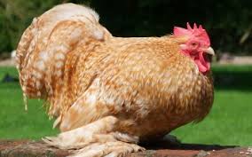 We did not find results for: 30 Rooster Hd Wallpapers Background Images