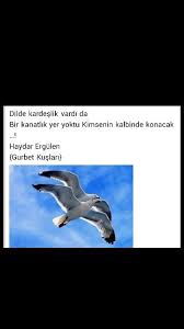 Dilde Kardeslik Vardi Da Bir Kanatlik Yer Yoktu Kimsenin Kalbinde Konacak Haydar Ergulen Renkler