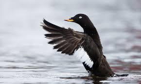 De landen rond de zwarte zee zijn turkije, bulgarije, roemenië, oekraïne, rusland en georgië. Grote Zee Eend Vogelbescherming