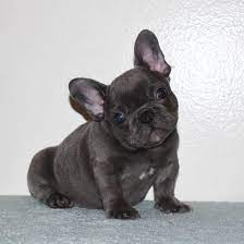 Rottweiler puppies need homes pic hide this posting restore restore this posting. How Small Is A Mini French Bulldog And Everything You Need To Know K9 Web