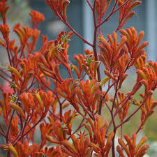 Image result for Anigozanthos