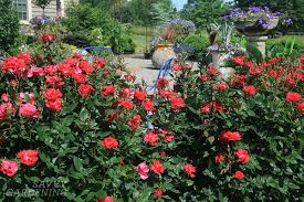 We enjoy sharing our passion for our roses with our guests, many of whom are avid gardeners and have rose gardens of their own, frith said. Selecting Low Maintenance Roses To Add Color And Interest To The Garden