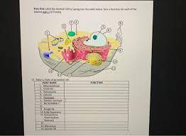 Question 10 (mandatory) (1 point) what would be a likely consequence if an animal cell had no lactate dehydrogenase (ldh)? Part One Label The Animal Cell By Typing Into The Chegg Com