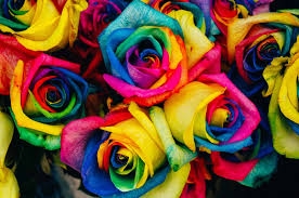 Same day delivery for orders before 2pm. What Is A Rainbow Rose What Does It Mean Fresh Flowers