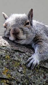 Pooped Out Animals Animals Beautiful Cute Squirrel