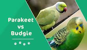 Horses, giraffes, zebra, lions, tigers & more canvas prints. Budgie Vs Parakeet What S The Difference With Pictures Pet Keen