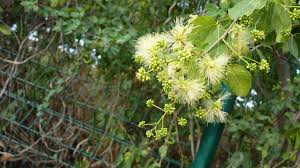 Image result for Pithecellobium