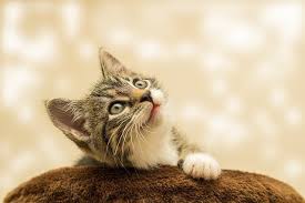 Maybe you would like to learn more about one of these? Animal Hospital Tualatin Blog